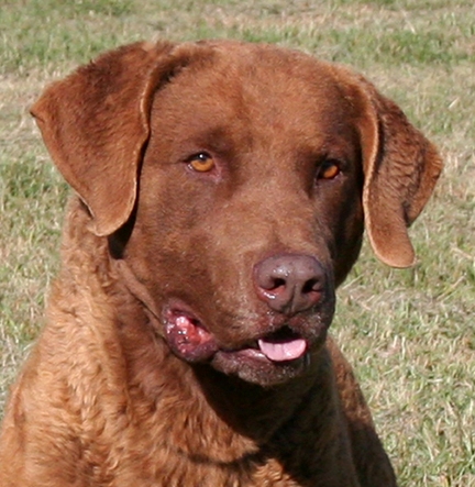 Sire Photos