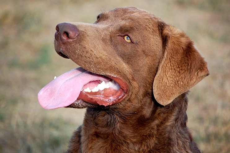 Sire Photos