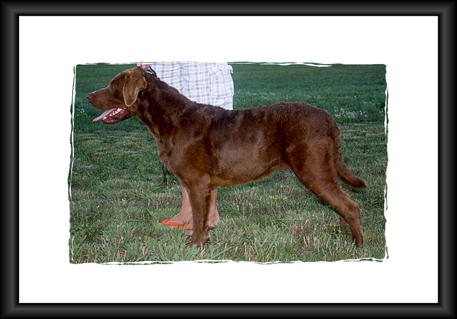 Sire Photos