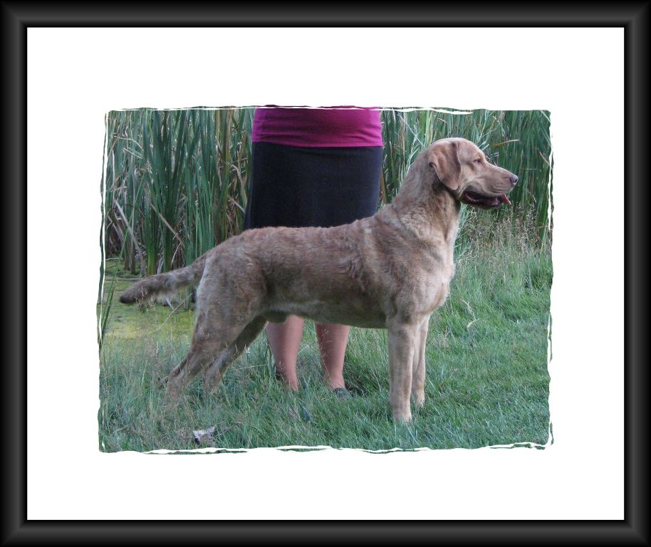 Sire Photos