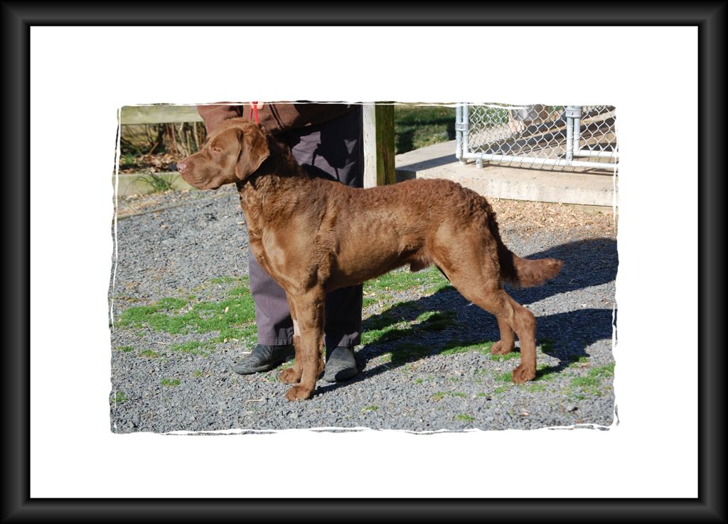 Sire Photos