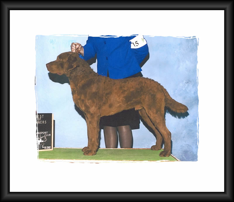Sire Photos
