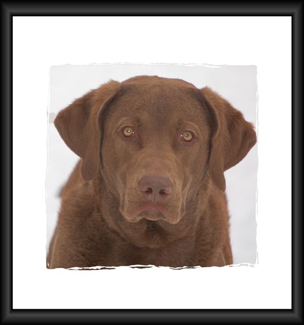 Sire Photos