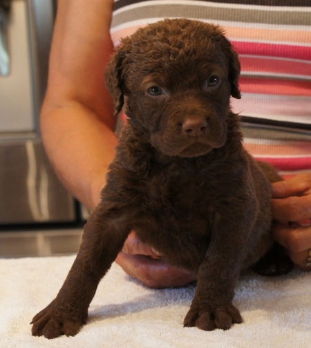 Puppy - female
