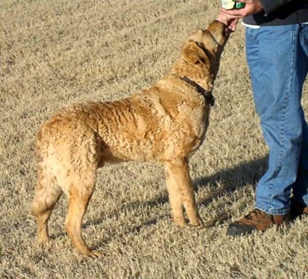Sire Photos