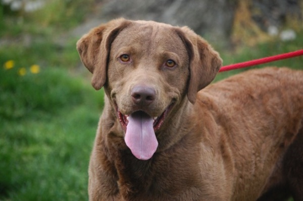 Sire Photos