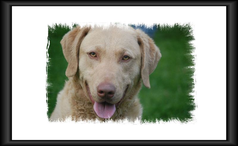Sire Photos